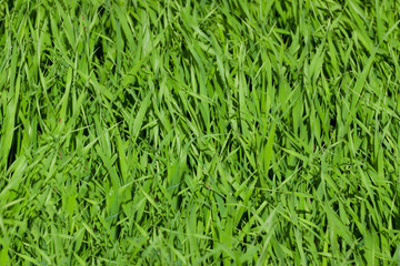 Grass background