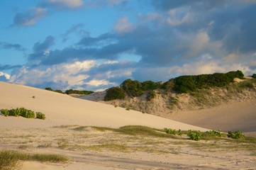 Fototapeta na wymiar Sand dunes with grass and bush
