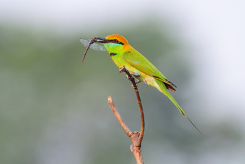 Green Bee Eater