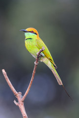 Green Bee Eater