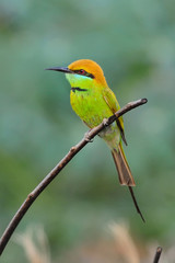 Green Bee Eater