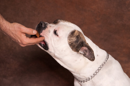 Donner Un Biscuit à Un Chien