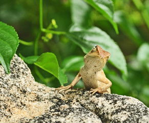 Lizard looking, nature