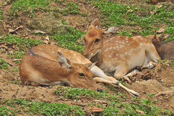 Deers resting on the ground