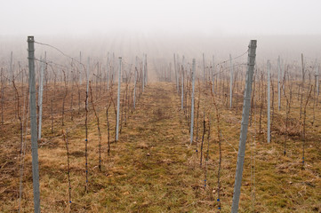 Obraz premium Weinreben im Winter 13