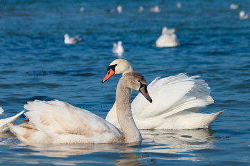 Beautiful white swans