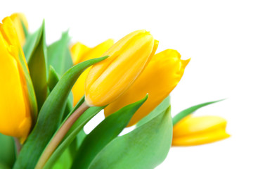 Yellow tulips