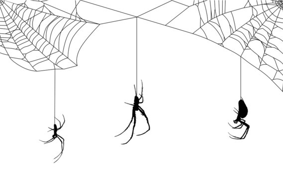 web with three spiders
