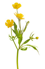 three flowers of yellow buttercup