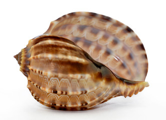 tropical sea shell isolated