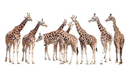 girafes isolées