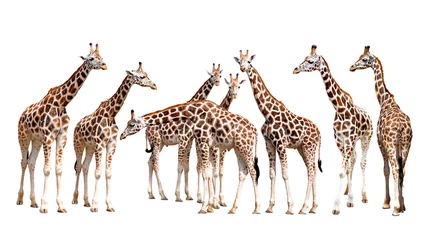 Papier Peint photo Girafe girafes isolées