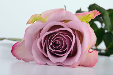 Violette, englische Rose, sehr nah