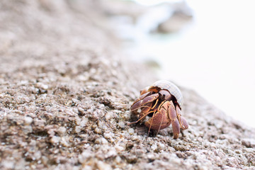 Hermit Crab