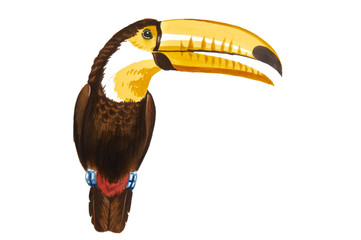 Color illustration of toucan in watercolor paintings
