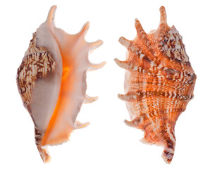 two sides of orange shellfish