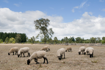 Obraz premium sheep
