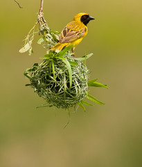 masked weaver