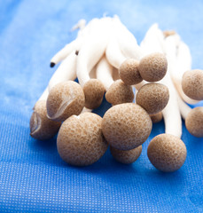 Mushrooms on blue background