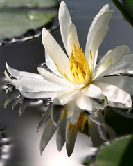 White waterlily with reflection