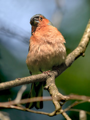 Chaffinch male