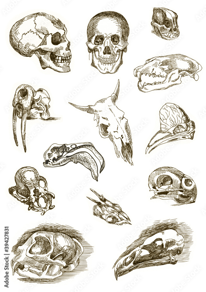 Wall mural skulls collection