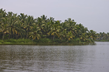 Palms along canals and lakes in Backwaters, Kerala, India