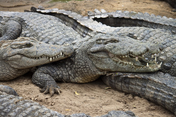 Mugger or Marsh Crocodile (Crocodylus palustris)