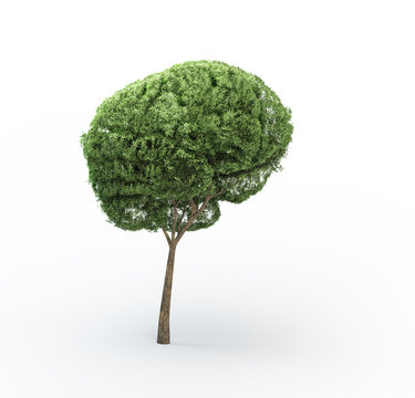 Brain shaped tree
