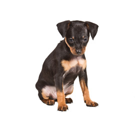 Fototapeta premium Russian toy terrier on a white background