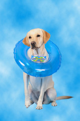 Labrador con salvagente