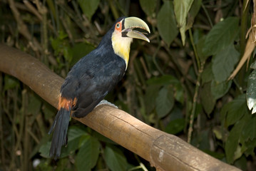 Green-billed Toucan, Foz do Iguacu, Brazil