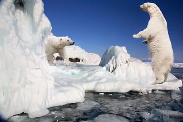 Deux ours polaires blancs sur la banquise