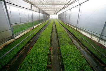 stevia