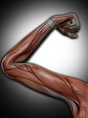 Muskelstruktur eines Frauenarms