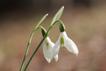 Fototapeta premium スノードロップ