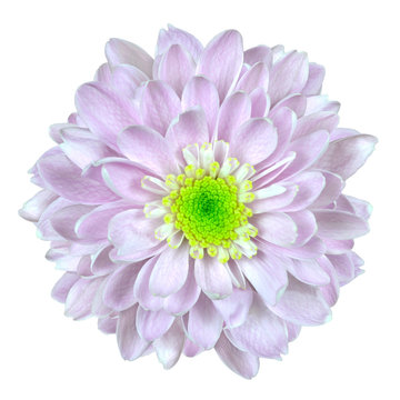 Pink and White Dahlia Flower Isolated on White
