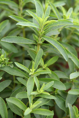 stevia