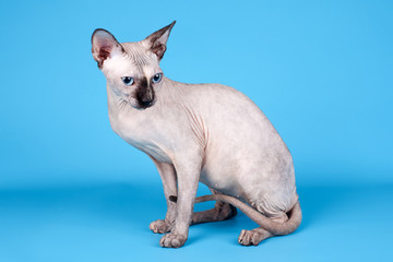 Obraz premium Sphinx on blue background