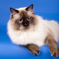 Siberian cat head on blue background