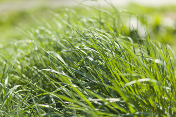 Green Grass In Spring