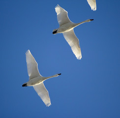 A flock of migrating geese