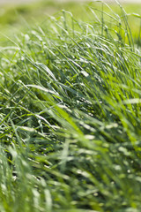 Green Grass In Spring