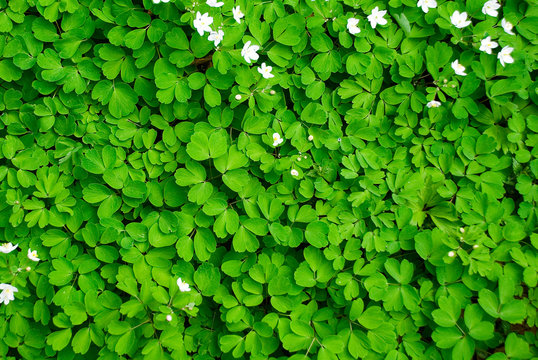 Green Carpet