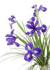 Dark purple iris flowers isolated on white background © lenatru