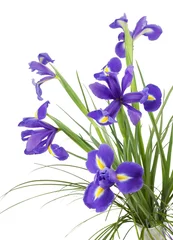 Papier Peint photo Lavable Iris Fleurs d& 39 iris violet foncé isolés sur fond blanc