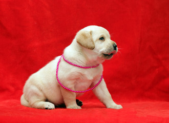 cute yellow labrador puppy