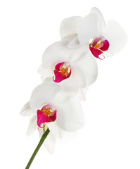 White orchid on white background
