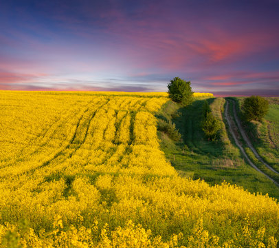 Summer Landscape with a field of yellow flowers. Sunset