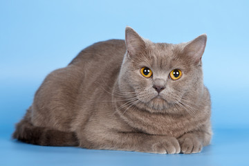 British cat on blue background